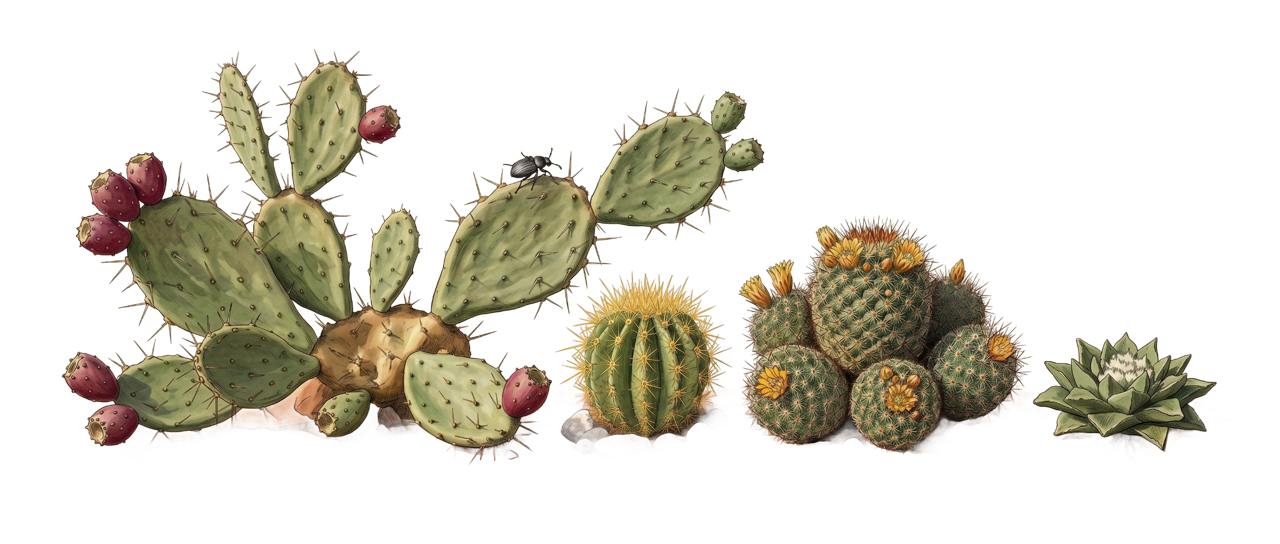 Cacti Landscape