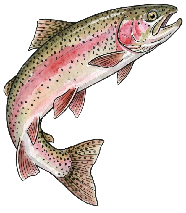 Navigation Salmon